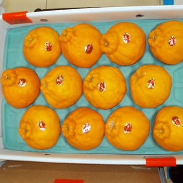 2011.01.07_rinku_blog_1