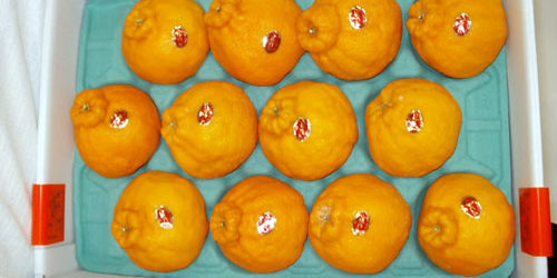 2011.01.07_rinku_blog_1