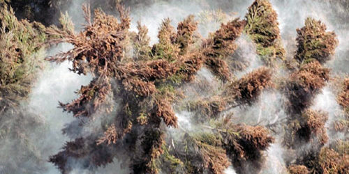 2013.03.27_kuchida_blog_1 もくもくと出てます