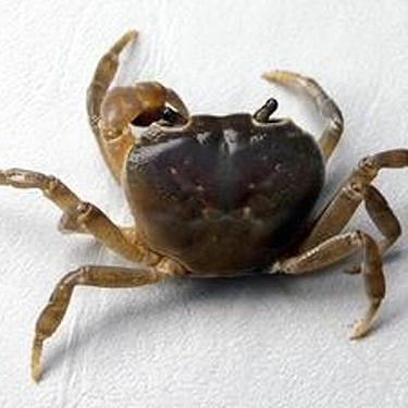 2013.07.19_honten_blog_1 カニさん