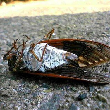 2013.08.28_ekimae_blog_1 蝉の死骸