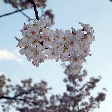 2014.04.14_kyowa_blog_1