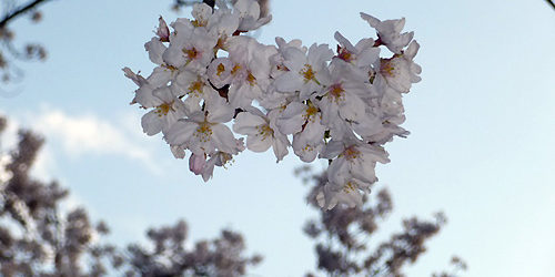 2014.04.14_kyowa_blog_1