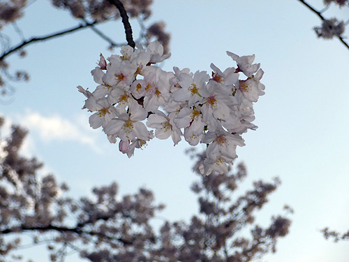 桜咲く！
