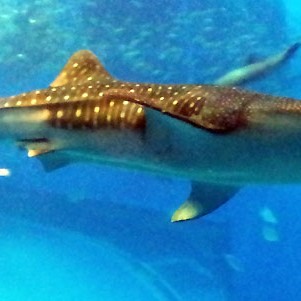 2014.06.25_sunagawa_blog_1