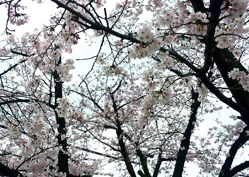 曇りの日の桜