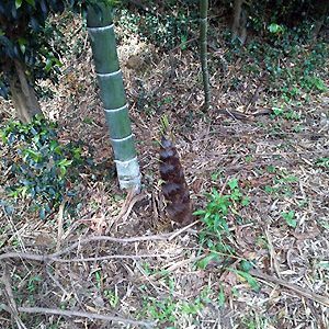 2016.05.06_sumiyoshi_blog_1