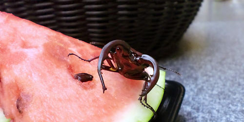 2016.08.10_ekimae_blog_7