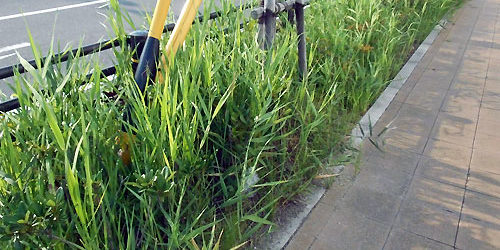 2016-09-30_rinku_blog_1