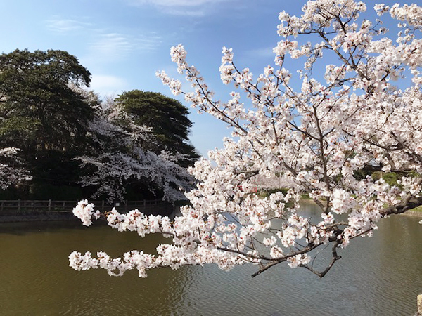 刈谷市亀城公園の桜