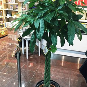 2018.05.14_ano_blog_10