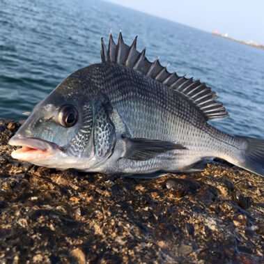 2019.02.17_sumiyoshi_blog_1