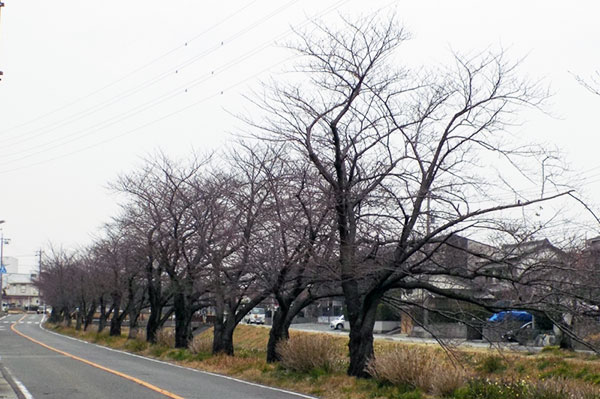 石川沿い