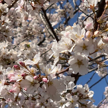 2019.04.19_higashihama_blog_1