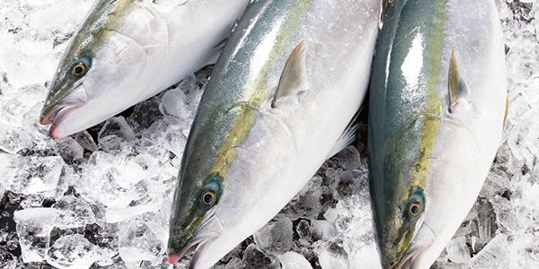 2020.02.20_shinden_blog_8