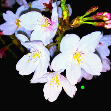 2020.03.17_sumiyoshi_blog_0