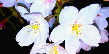 2020.03.17_sumiyoshi_blog_0