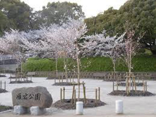 桜の季節 ～半田付近の花見スポットのご紹介～