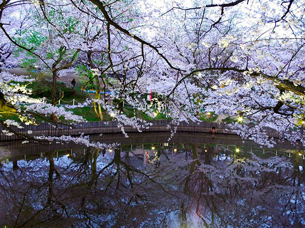桜の季節 ～半田付近の花見スポットのご紹介～