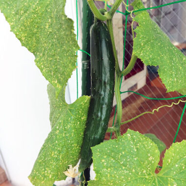 2020.07.01_honten_blog_13