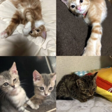 2020.07.15_honten_blog_7