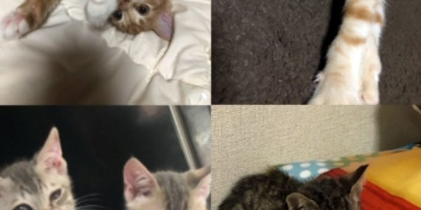 2020.07.15_honten_blog_7