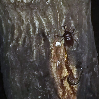 2020.07.27_kyowa_blog_6