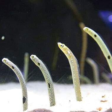 2020.11.11_morioka_blog_1