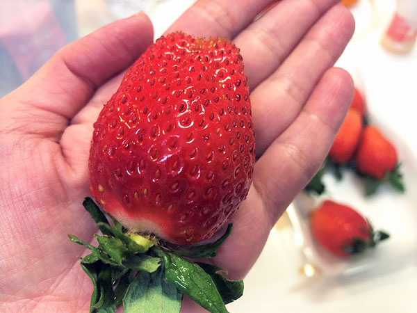 有楽青果部看板娘おすすめ果物💛ビタミンC含有量は果物トップクラス！いちご編