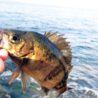 2021.05.27_kyowa_blog_1