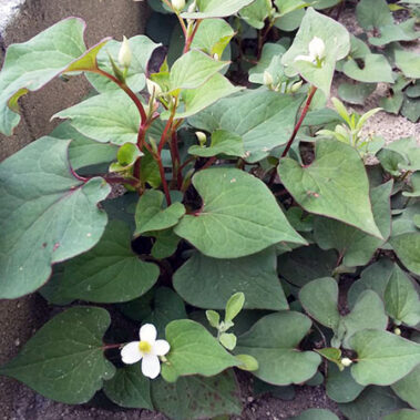 2021.06.15_honten_blog_1