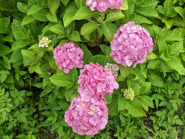 緑豊かな大府市の夏に鮮やかに咲く ～蓮の花・アジサイ【星名池】～