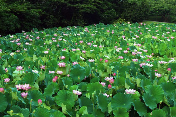 緑豊かな大府市の夏に鮮やかに咲く ～蓮の花・アジサイ【星名池】～