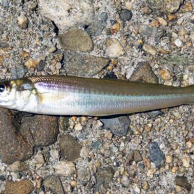 2021.08.12_ekimae_blog_1