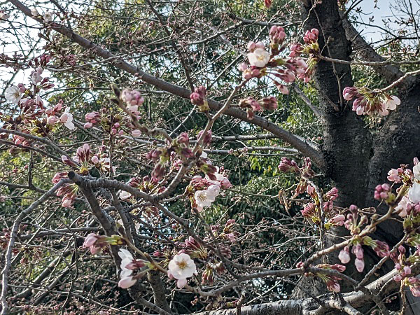 刈谷市の桜祭り『洲原公園』