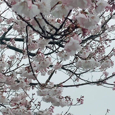 2022.04.09_kuchida_blog_1