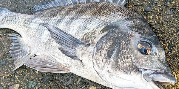 2022.06.27_kyowa_blog_6