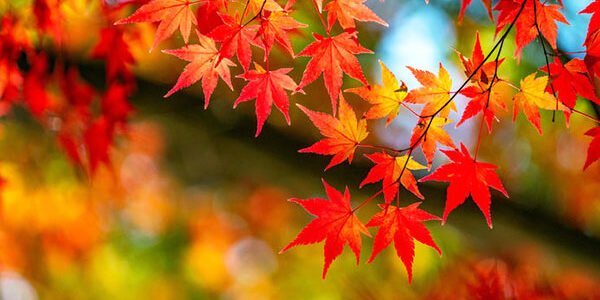 2022.11.09_kuchida_blog_1