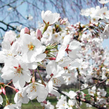 2023.04.11_morioka_blog_3