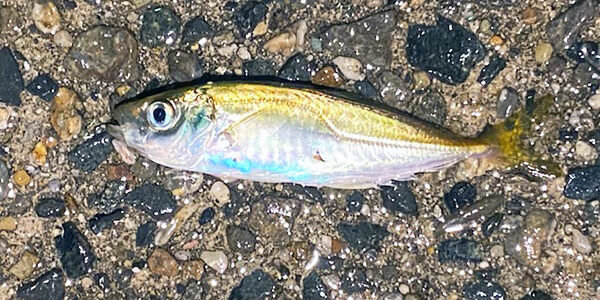 2023.06.26_ekimae_blog_5