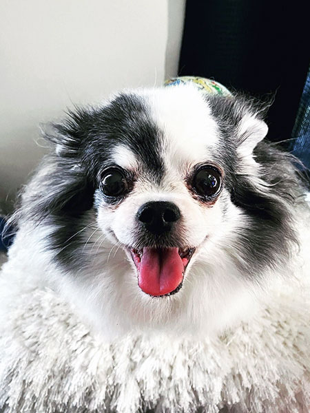 ワンちゃんファースト「ドッグサロン・天使の森♪」愛犬達も大満足