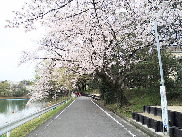 2000本もの桜が咲く みよし市三好町の『三好公園』『三好池』