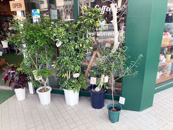 豊明市新田町にある緑の癒しスポット『就労支援B型事業所～植物と雑貨のお店～kamille（カミルレ）』