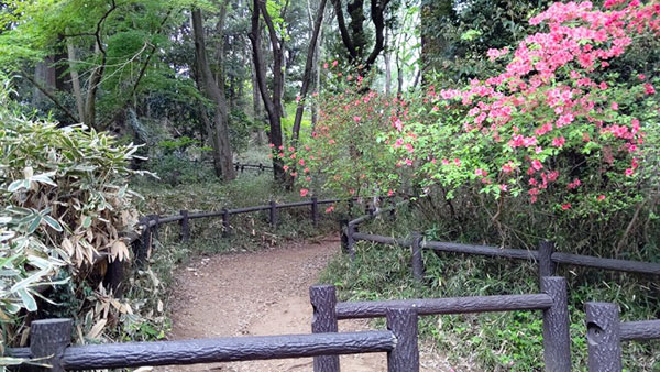 イッチーとハイキング～埼玉県天覧山～