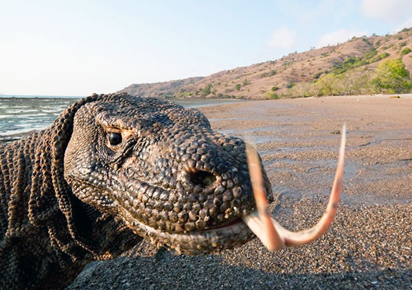あまりに細かすぎる東山動植物園ガイド　観光　ゴリラ　動物 あまりに細かすぎる東山動植物園ガイド 観光 ゴリラ 動物 - メルカリ
