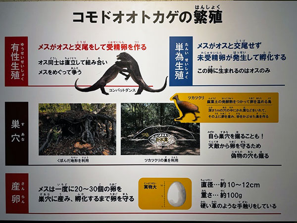 あのイケメンゴリラ「シャバーニ」で有名な東山動植物園に新しいアイドルが来た！現代の恐竜コモドドラゴン（正式名：コモドオオトカゲ）