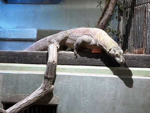 あのイケメンゴリラ「シャバーニ」で有名な東山動植物園に新しいアイドルが来た！現代の恐竜コモドドラゴン（正式名：コモドオオトカゲ）