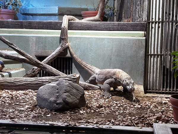 あのイケメンゴリラ「シャバーニ」で有名な東山動植物園に新しいアイドルが来た！現代の恐竜コモドドラゴン（正式名：コモドオオトカゲ）