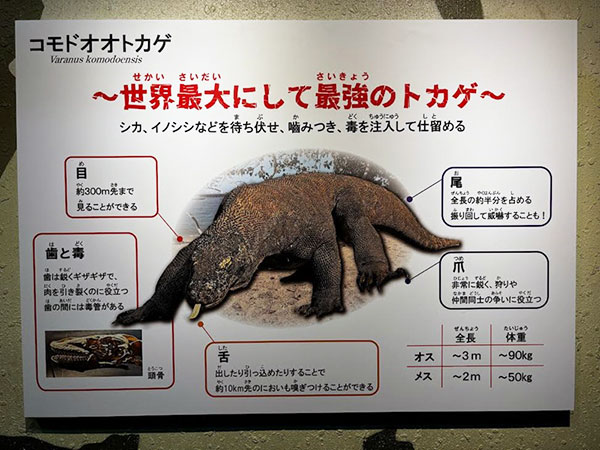 あのイケメンゴリラ「シャバーニ」で有名な東山動植物園に新しいアイドルが来た！現代の恐竜コモドドラゴン（正式名：コモドオオトカゲ）