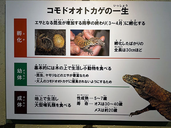 あのイケメンゴリラ「シャバーニ」で有名な東山動植物園に新しいアイドルが来た！現代の恐竜コモドドラゴン（正式名：コモドオオトカゲ）